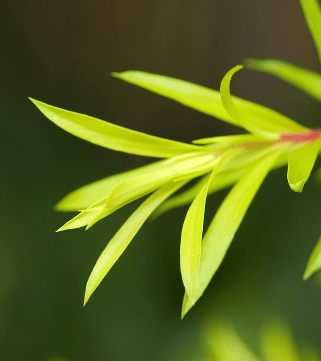 Folha-Melaleuca-Oleo-Essencial-TeaTree