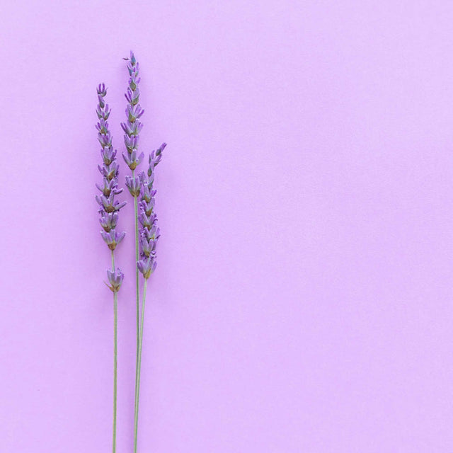 folha-lavanda-fundo-roxo