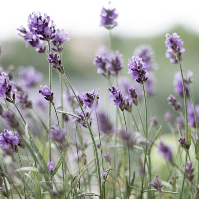 Óleo de Lavanda: O Remédio Natural para o Estresse
